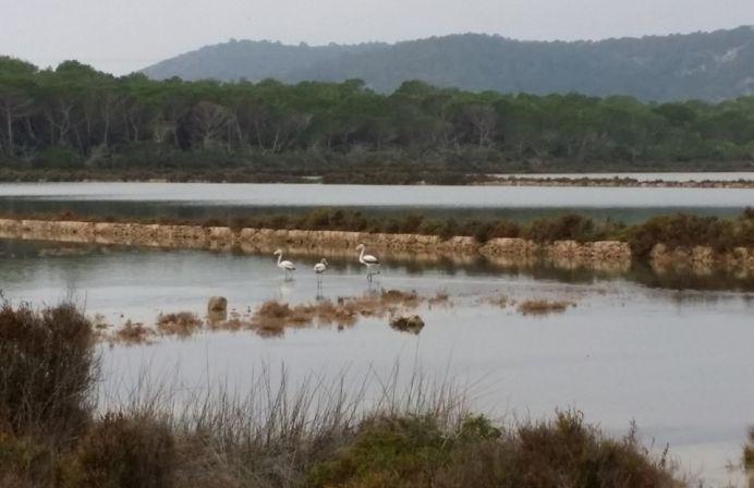 Las Salinas